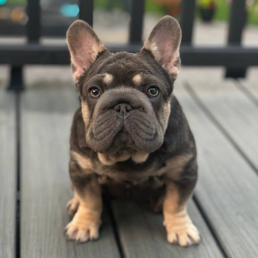Puppy 4