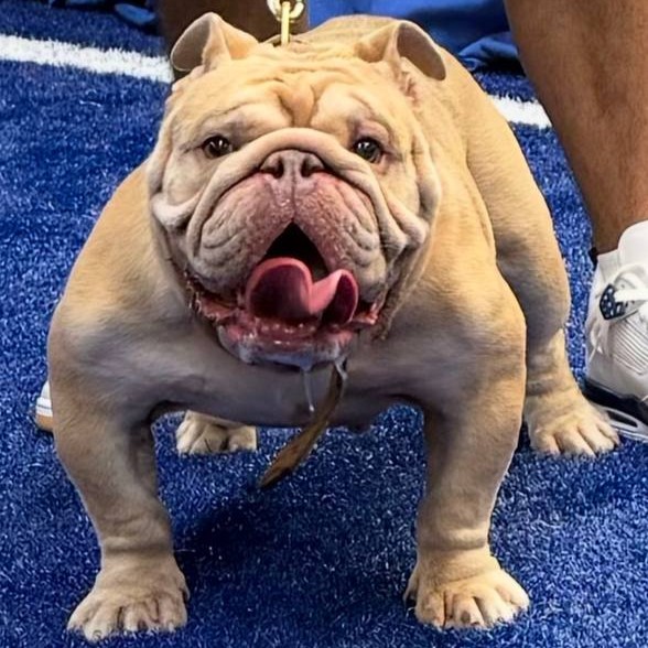 Simba 3