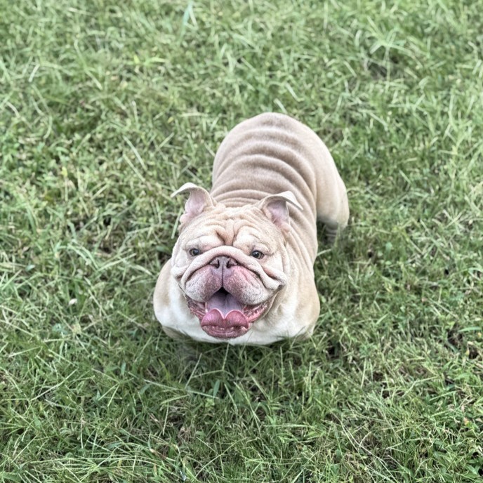 Simba 4